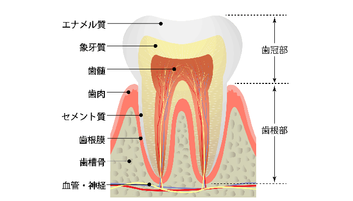 知覚過敏の原因